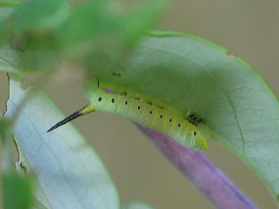 Snowberry Clearwing Moth larva (Hemaris diffinis)