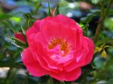 Flower Carpet Pink rose