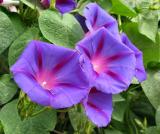 Morning Glory
