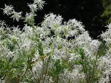Wide view of Snow-on-the-Prairie (Euphorbia bicolor)