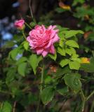 Pink rose by the back gate