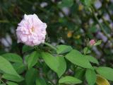 Front gate pink rose - Ccile Brnner polyantha?
