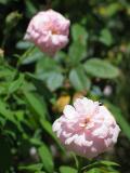 Front gate pink roses - Ccile Brnner?