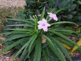 Ruellia brittoniana