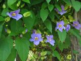 Blue Sky Vine or Bengal Clock Vine (Thunbergia grandiflora)