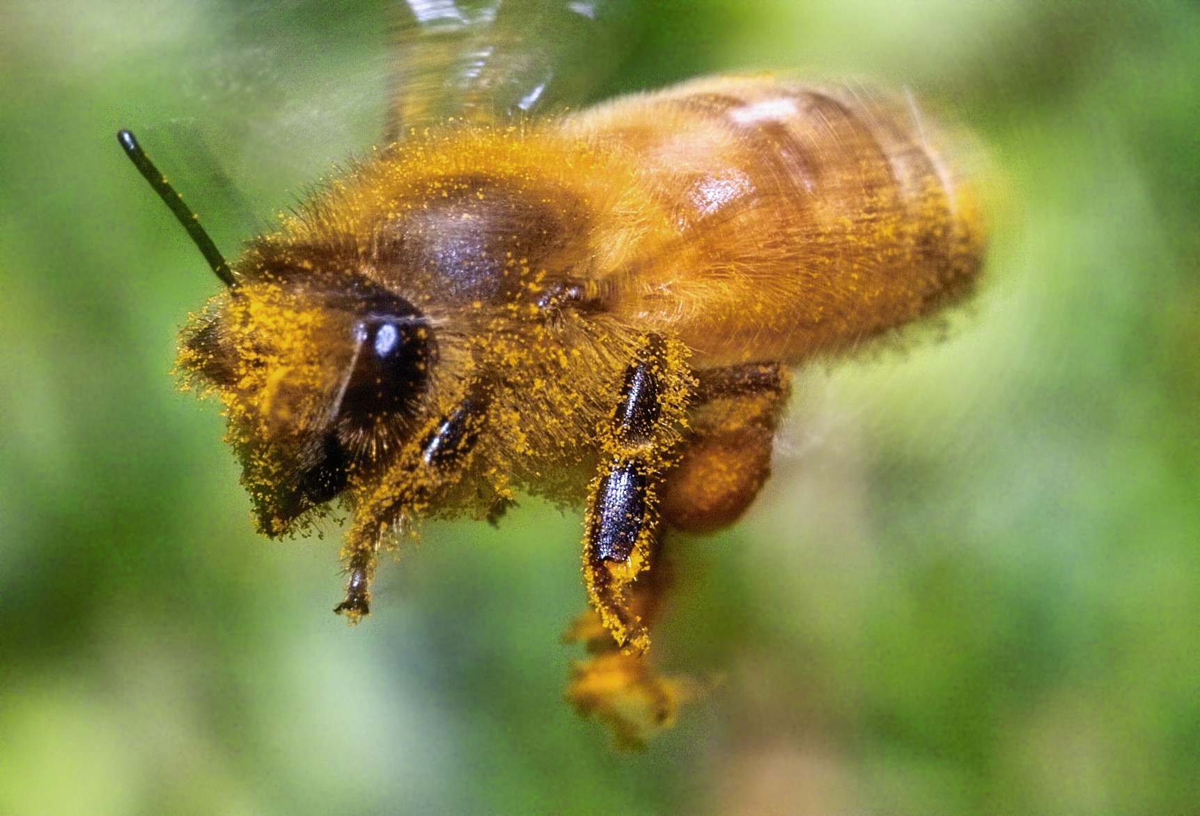 Bee Flight  1