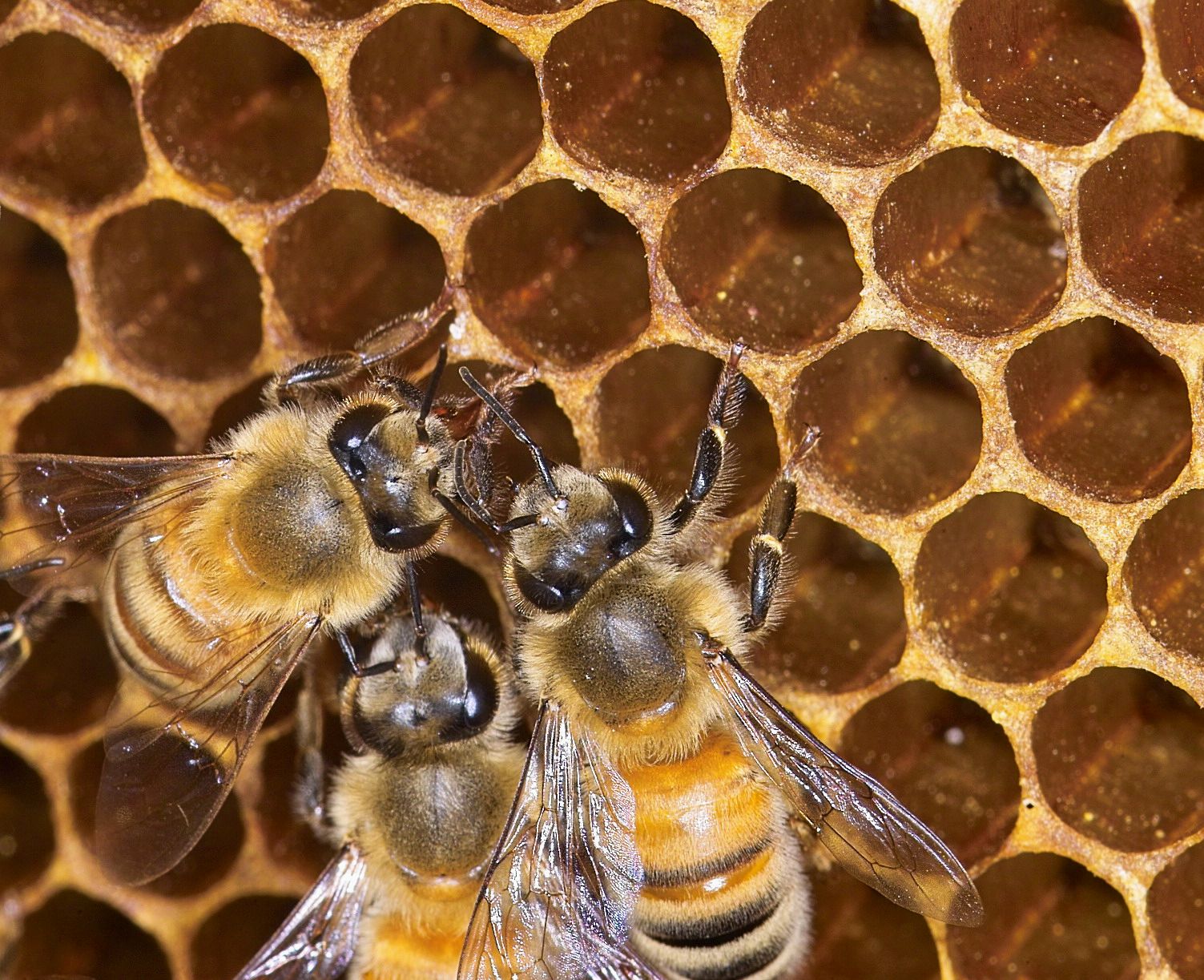 Bees on Comb