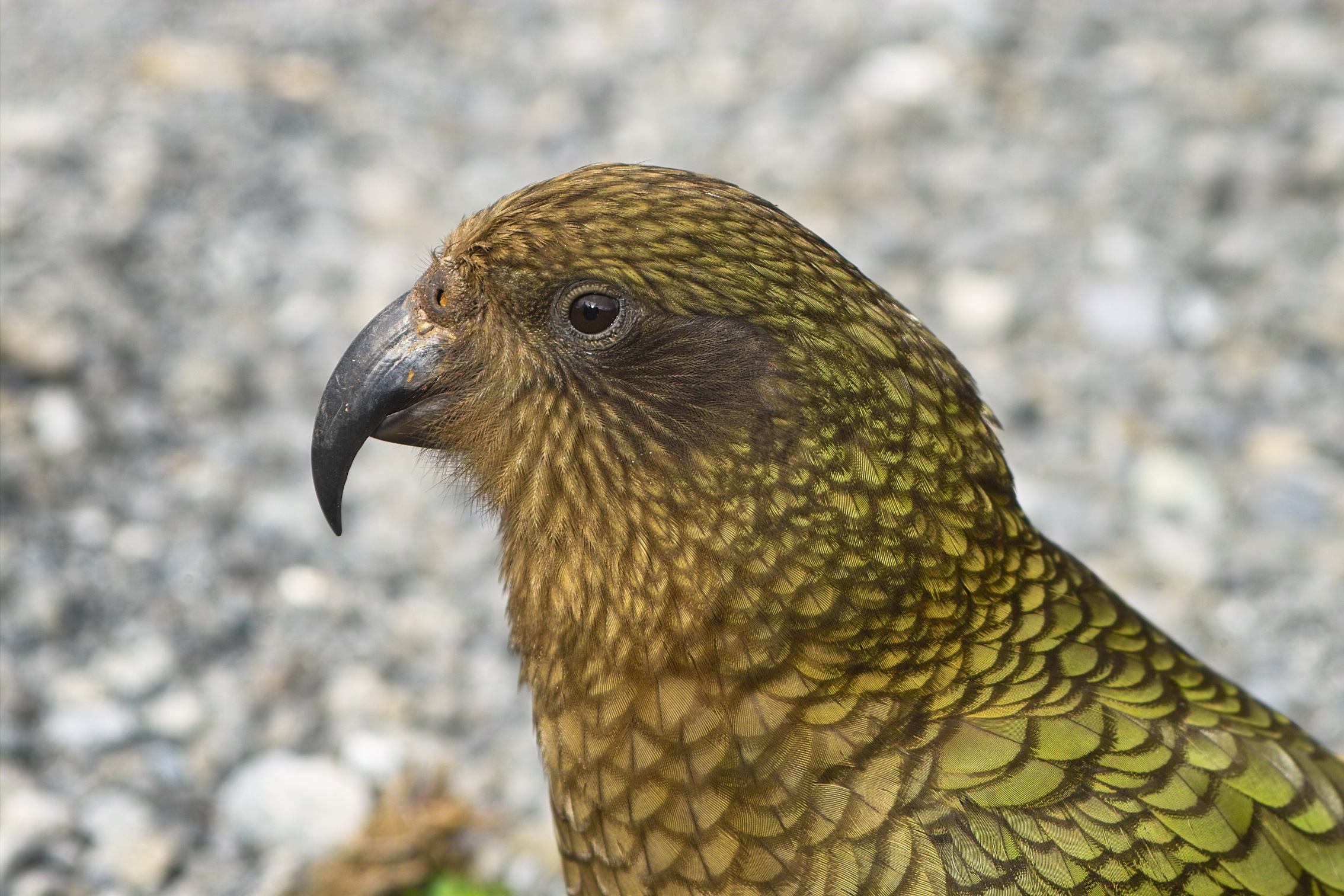 Kea