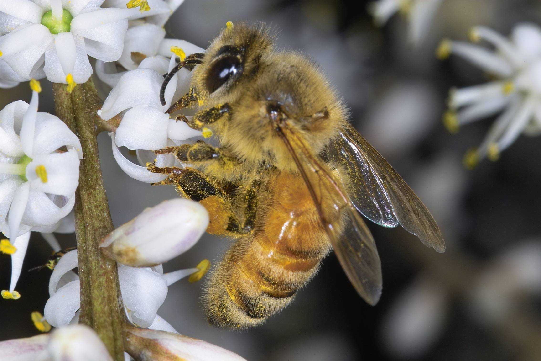 Honey Bee - Cabbage  Tree Flower