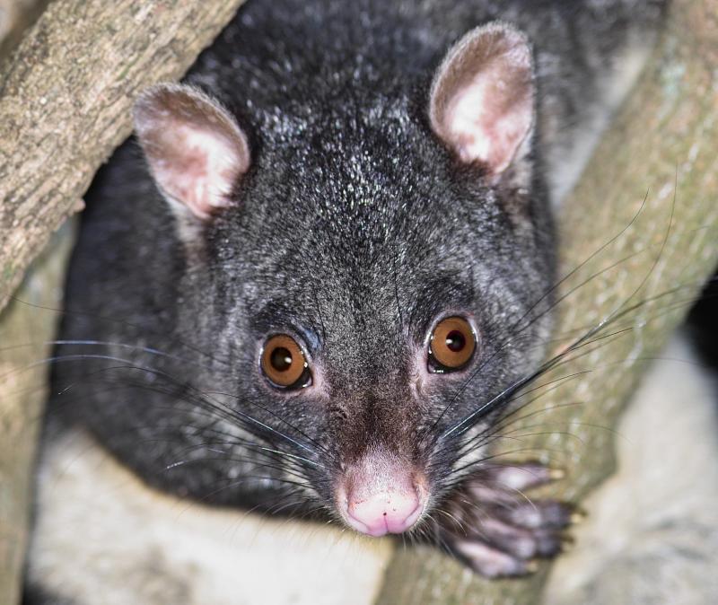 Campground possum - Bunya Mtns