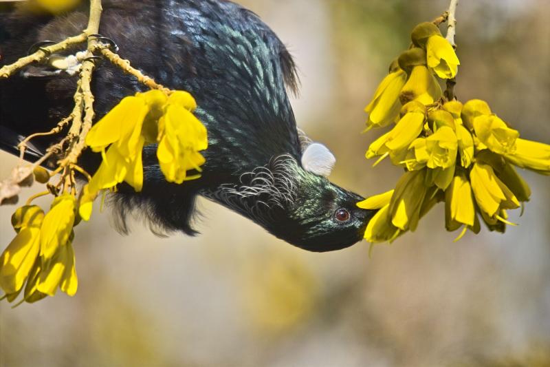 Tui Feeding on Kowhai