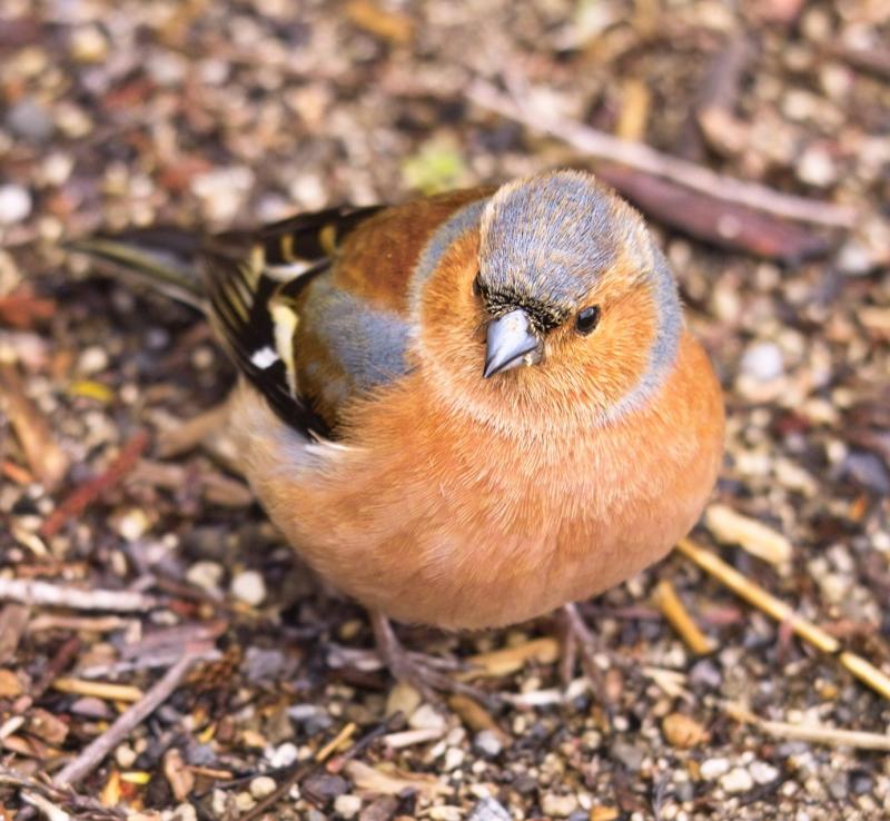 Chaffinch - male - (Fringilla coelebs)