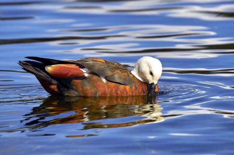 Paradise Shell Duck - Female