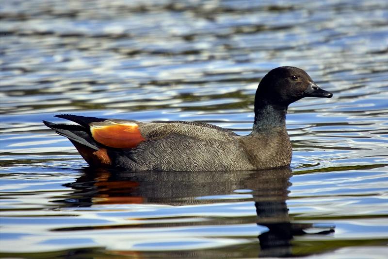 Paradise Shell Duck - Male