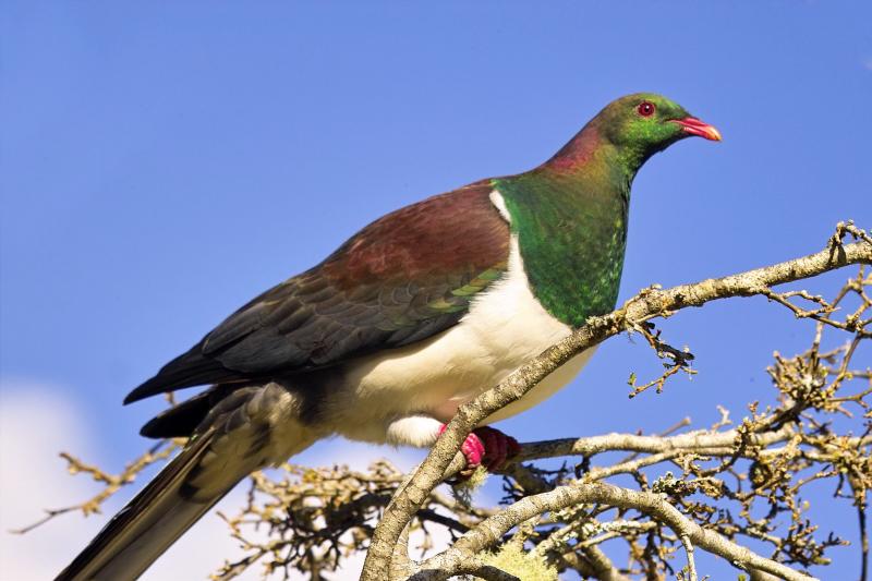 Wood Pigeon - Kereru