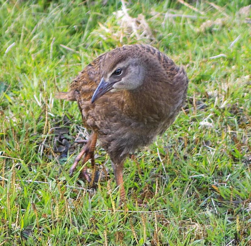 Weka - Immature