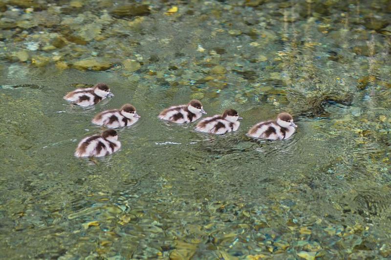 Paradise Shell Ducklings