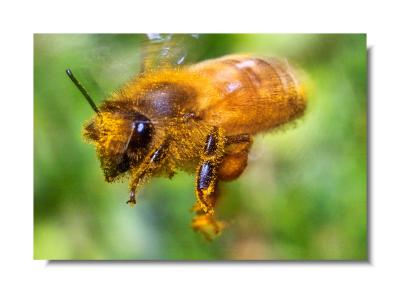 Bee Flight - Reprocessed image.