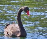 Black Swan
