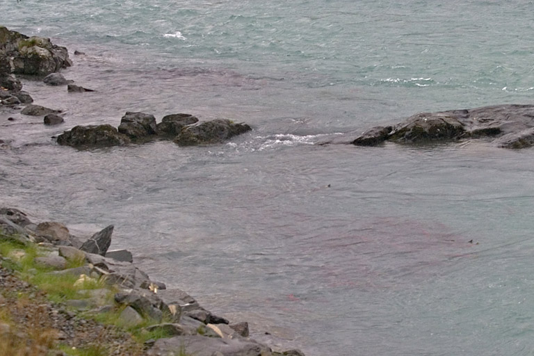 Kenai River red with salmon, AK, 2005