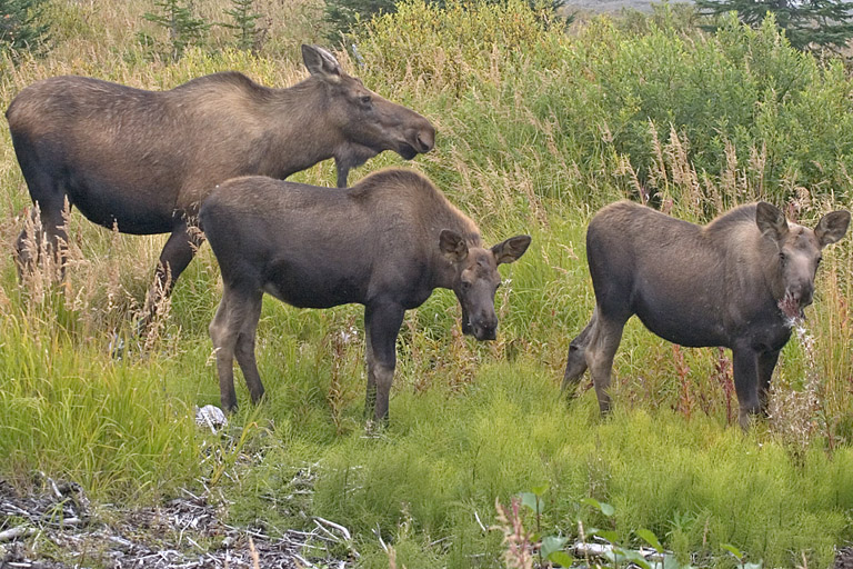Moose, Homer, AK, 2005