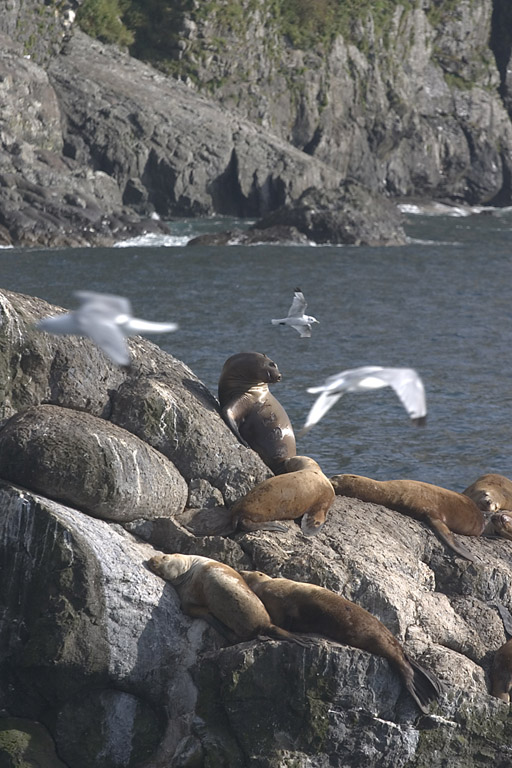 Stellers sea lions