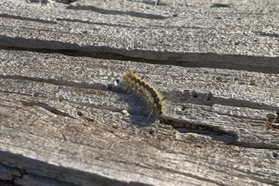 Caterpillar