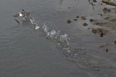 Common Merganser