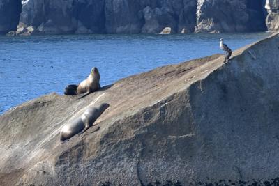 Steller sea lions