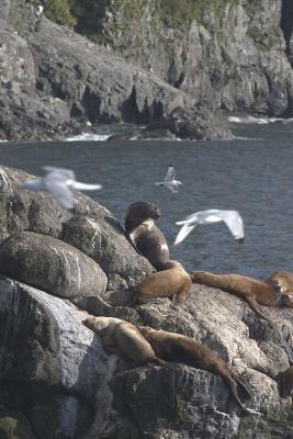 Steller's sea lions