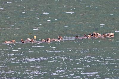 Sea otters doing backstroke