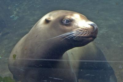 Steller sea lion