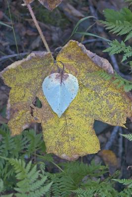 Leaves, Kenai, AK, 2005