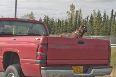 Common sight on Alaska highways