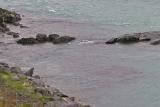 Kenai River red with salmon, AK, 2005
