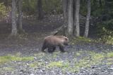 Bear at a safe distance