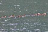Sea otters doing backstroke
