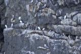 Murres and Kittiwakes, Seward, AK, 2005