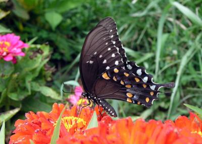 Eastern Tiger Swallowtail (female/black form)