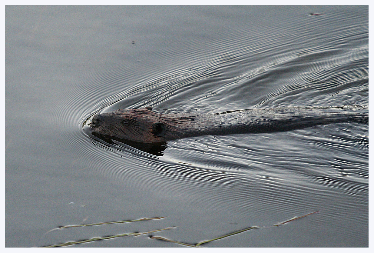 Young Beaver at Twilight