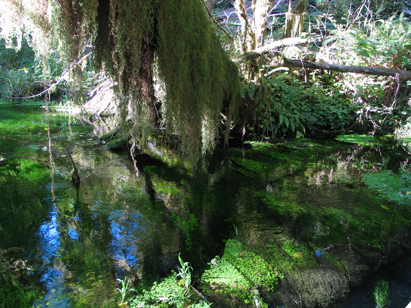 pond in temperate rainforest - HoH River area/ Olympic Natl Park, WA