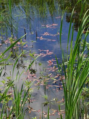 spring bloom in marsh