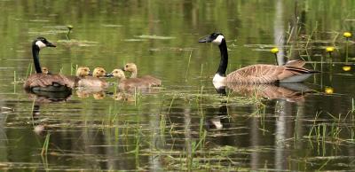 Canadian Geese