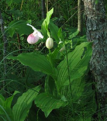 Showy Ladyslipper