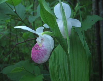 Showy Ladyslipper 2