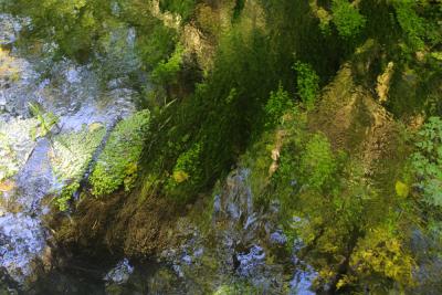Reflections of Moss