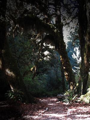 Photoshopped trail in Olympic Nat'l Park rainforest