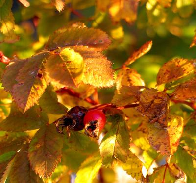 Rose hips