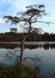 Lake Bemidji State Park bog pine