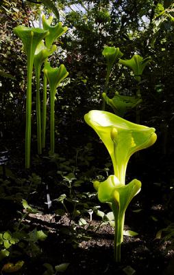 Temperate-House4.jpg